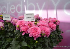 De Mendoza is een nieuwe kleur in de Dalina Dahlia Maxi serie van Dalina Genetics.