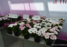 De Rosita toegevoegd aan de Dalina Osteospermum serie. Deze Osteospermum heeft meer kleur dan de Rozia.