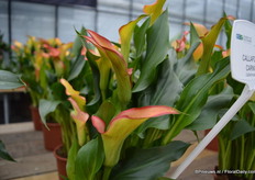 Vorig jaar introduceerde Golden State Bulb Growers de Callafornia serie. Deze serie bestaat uit vier varieteiten; Red, Fiesta, Carnival and Sun. Op deze foto de Carnival. Het is een compacte serie met veel bloemen.