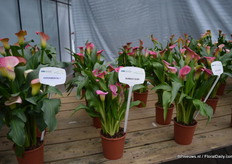 De Bubble Gum van Golden State Bulb Growers. Deze calla heeft betere genetica; sterkere, bloemen blijven langer rechtop staan en heeft een hoge ziekte resistentie.