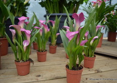 Nieuw is de 7 cm calla van van Golden State Bulb Growers. Deze afmeting is vrij nieuw voor callas. De vraag naar deze calla stijgt.