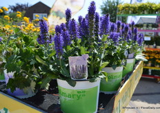 The April Night van Volmary bloeit vroeg , midden/eind april. De opkweek duurt ongeveer 10 weken. Deze April is in een polytunnel opgekweekt.