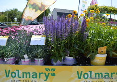 The April Night van Volmary bloeit vroeg , midden/eind april. De opkweek duurt ongeveer 10 weken. Deze April is in een kas opgekweekt.