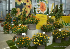 ‘Winter Wonders’ (Calendula x hybrida) is een geheel nieuwe serie van Volmary die bestaat uit drie kleuren. De opkweek duurt 10-12 weken. Deze Calendula trok de aandacht van veel bezoekers tijdens de FlowerTrials.