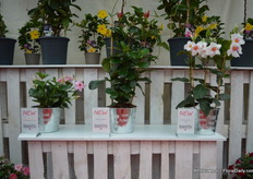 Links: Tourmaline 'Deep Rose' Lanvirginia, een zeer compacte plant. In het midden: Agathe 'Red Velvet' Lanalabama. Een klimplant met diep rode bloemen. Kan 2-3 meter lang worden. Tourmaline 'White with Pink Eye'. Van DHM.