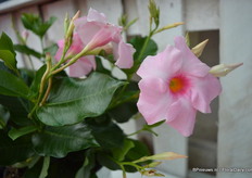 Tourmaline 'Deep Rose' Lanvirginia van DHM.