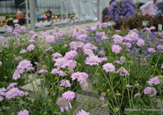 Scabiosa 'Kudo'. Tijdens de Spring Trials in California won deze plant de Editor's Choice award.