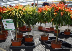 De FunTaStick Pepper tree van Hishtil.