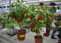 Trafic Light van Hishtil. Zoals de naam al zegt, de kleuren van de stoplichten op 1 plant.