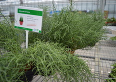 De Salicronia van Hishtil heeft een zoute smaak.