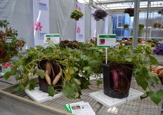 De Sweet potatoe van Hishtil.