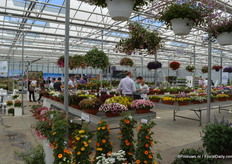 Flower Trials locatie Peter van der Plas.