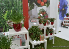 De tomaten van Prudac.