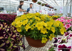 Petunia Happy Magic Giant Dijon van Cohen. Deze petunia heeft de OFA retailers choice award in 2014 gewonnen.