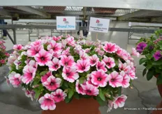Petunia Happy Classic Pink Picotee van Cohen. Het is een plant die de aandacht trok bij de FlowerTrials. De plant heeft roze bloemen met een groete witte rand.