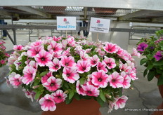 Petunia Happy Classic Pink Picotee van Cohen. Het is een plant die de aandacht trok bij de FlowerTrials. De plant heeft roze bloemen met een groete witte rand.