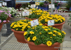 Bidens Bee Giant Yellow van Cohen. Deze bidens is compact en heeft grote bloemen. De plant trok veel aandacht.