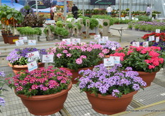 5 nieuwe varieteiten in de Tiara serie van Cohen.