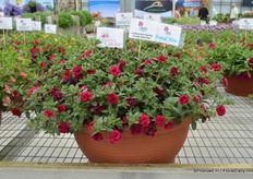 Calibrachoa Caloha Double Dark Red van Cohen.
