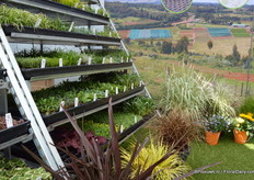 De grassoorten van African roots zijn erg in trek; er wordt veel naar gekeken tijdens de FlowerTrials. De meeste bezoekers vroegen welke soorten winterhard zijn en welke niet. De meeste grassoorten van African roots zijn winterhard.