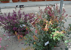 Linksboven: De Salvia love and wishes van Jaldety. Dit is een nieuwe kleur in de Salvia serie. Een deel van de Royalties gaat naar een goed doel.