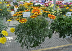 Ganzia SunBathers Totonaca van Jaldety. Van de Ganzia serie is deze variëteit het populairst. De plant heeft groete bloemen, is uniform, heeft veel bloemen. De bloemen hebben een goed gevuld midden.