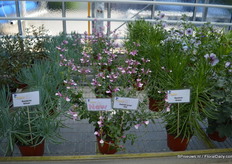 Salvia Greggi Joy van Jaldety is winterhard en heeft twee unieke kleuren roze. Eind 2015 begin 2016 zal deze op de markt zijn.
