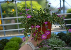 De Delosperma Hot Pink van Jaldety is compact en heeft een neerwaartse groei.