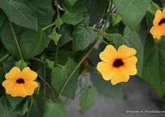 Thunbergia Alata Arizona Terracotta van Jaldety. De kleuren van de bloemen zijn terracotta en het midden is donker. De grote hoeveelheid bloemen bloeien van lente tot herfst.