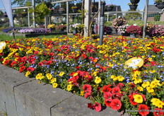 De Dream of Spring mix van GGG Grünewald.