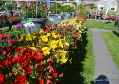 De Torelus is een nieuwe serie van GGG Grünewald en trok veel aandacht tijdens de FlowerTrials. Bloeit vroeg en is binnen 5 weken te kweken in een 12 cm pot. De serie bestaat uit opvallende kleuren; op dit moment: 2 witten, 2 gelen, oranje en rood.