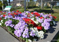 De Lovely Dream Verbena Mix. De witte verbena in deze mix heeft een vanille geur. Het zijn compacte staande verbena en ze zijn allemaal tegelijkertijd in bloei.