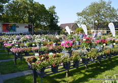 De FlowerTrials locatie van GGG Grünewald.