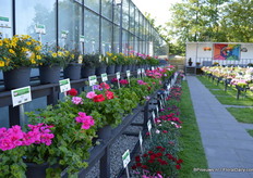 De FlowerTrials locatie van GGG Grünewald.