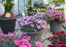 Dianthus Rose Red Single van GGG Grünewald. De bloemen staan direcht boven het blad. Er was veel interesse voor deze plant tijdens de FlowerTrials.