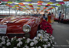 Vooraan: Eva (blijft stabiel wit en bloeit vroeger dan het huidige soort). Daarachter: Kasech (Zonale, donkerbladerig en is een nieuwe kleur in de 'ogenserie').