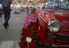 Achterin: Emma Improved. (verbetering van een bestaande variëteit, egaler van kleur, beter plantbouw en sterker blad.) Midden: Lara Improved (verbetering van een bestaande variëteit). Vooraan: Paula (dubbelbloemig, verbetering van bestaande variëteit, bloeit vroeger, betere vertakking en is in januari beschikbaar voor kwekers).