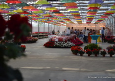 De nieuwe pelargonium varieteiten van P. v.d. Haak staan rondom de Porsche. Er zijn vijf nieuwe soorten: Paula, Eva, Kasech en Emma.