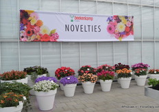 Noviteiten Beekenkamp.