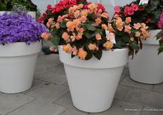 Waterfall Pastel Pink of Beekenkamp.