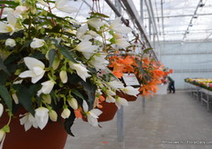 Beauvilla White van Beekenkamp. Heeft een compacte teelt, vertakt vanuit het midden. Deze witte is het meest gewild.