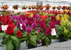 Cewlosia Fire Purple Violet. Dit is de nieuwe kleur in de Celosia Fire serie. De serie bestaat nu uit 6 kleuren.