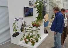 De Tomtato. Aan de onderkant van de plant groeien aardappelen en daarbovenop tomaten.