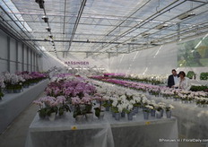 De flitsende presentatie van Hassinger Orchids