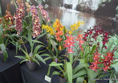 In het assortiment van Hassinger Orchids zitten enkele exclusieve soorten..