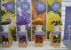 Bij veel van de deelnemende veredelaars stonden de Fleuro Star's 'best entries' in de spotlights