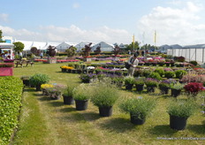 De tuin van Royal van Zanten