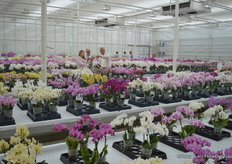 Bij Anthura in de show kas