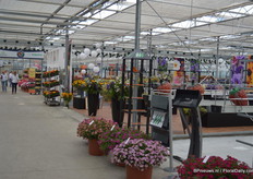 Bij Sakata Ornamentals