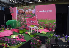 Petunia's van Selecta